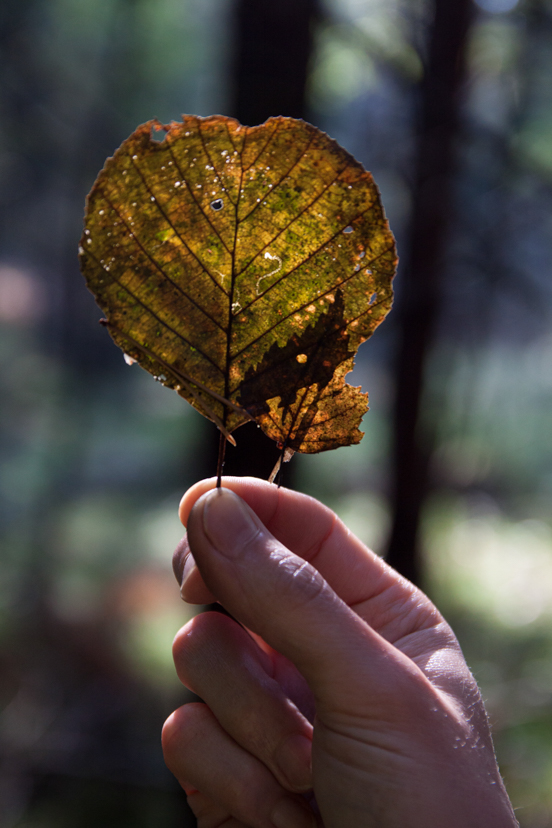 Leading from Aliveness Lab - Intro & Experience Session